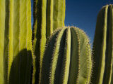 Close-up of Cacti  Santa Catalina Island  Loreto Bay National Park  Mexico