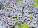 Cherry Blossoms Against Bright Green Grass in Spring