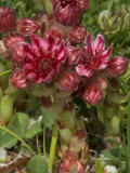 Red Flowers of Sempervivum Arachnoideum  or Cobweb Houseleek