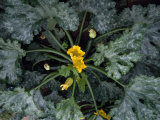 Zucchini Plant with Blossoms and Fruit in a Safari Camp Garden