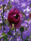 Poppy Flower and Seed Pod Among Blue Flowers