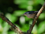 White-Breasted Nuthatch  Sitta Carolinensis  Perching on a Branch