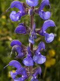 Purple Flowers of a Salvia or Sage  Probably Salvia Nemorosa