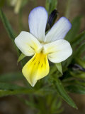Close-up of a Flower of Viola Arvensis  or Field Pansy