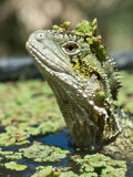 Eastern Water Dragon Sitting Submerged in Swamp Waiting for Prey