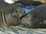 Elephant Seal Weaner Pups Resting on the Shore