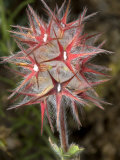 Red Flower of Trifolium Stellatum  Star Clover