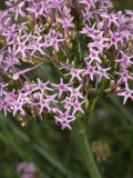 Centranthus Angustifolius  Le Centranthe Rouge  or Red Valerian