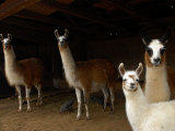 Family of Llamas Peer Out from their Barn