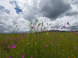 Windswept Field of Wildflowers