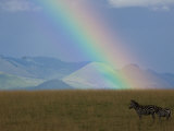 Two Zebras on a Kenyan Grassland with a Rainbow Overhead