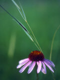 Purple Coneflower and a Stalk of Grass