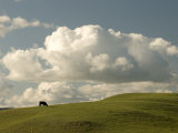 Cow Grazing on the Hills Near Killdeer  North Dakota