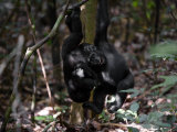 Playtime for a Pair of Juvenile Western Lowland Gorillas