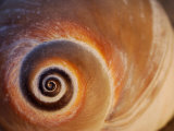 Close Up of a Moon Snail Shell Showing the Spiral