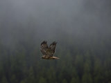 Sunlight Strikes the Tail of a Red-Tailed Hawk in Flight