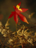Close View of Sweet Gum Leaf and Dried Weeds in Autumn Hues
