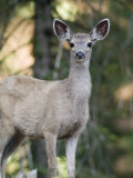 Mule Deer (Odocoileus Hemionus Californicus) Eye Contact