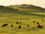 Cattle Grazing on the Hills Near Killdeer  North Dakota