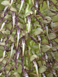 Flowers of Himantoglossum Hircinum  L'Orchis Bouc  the Lizard Orchid