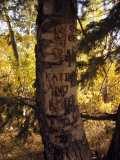 Graffiti and Proclamations of Love Scar a Tree Trunk