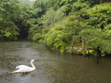 Swan Swimming in the Rain at Natadera Temple