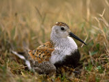 Dunlin Sandpiper  Calidris Alpina  on its Nest on the Tundra