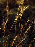 Grasses in Autumn Brown Lit with Golden Sunlight