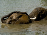 Elephants Bathe and Wrestle in the Waters of the Zambezi River
