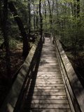 Wooden Walkway Through Scenic Forest in Beartown State Park