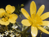 Close-up of Yellow and White Wildflowers