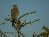 Goshawk at Etosha National Park
