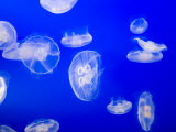 Moon Jellyfish (Aurelia Aurita) Swim in a Tank