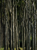 View Through the Trees in Rugen Island's Gespensterwald