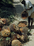 Man Empties a Small Basket of Palm Nuts into a Larger Basket