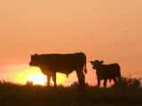 Two Cows Standing Silhouetted Against an Orange Sunset