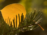 Close-up of Orange Quaking Aspen Leaf Backlit Among a Pine Branch