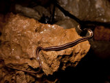 Garter Snake in Green's Well