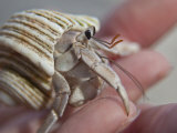 Hand Holding a Hermit Crab