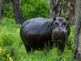 Portrait of a Wet Hippopotamus Chewing Vegetation