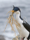 Portrait of a Blue-Eyed Shag  Phalacrocorax Atriceps  Building a Nest