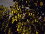 Hops Being Grown to Make Beer