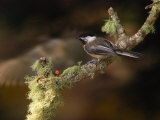 Black-Capped Chickadee  Parus Atricapillus  on Lichen-Covered Branch
