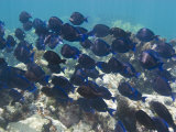 School of Blue Tangs Swimming over the Coral Reefs Off Key Largo