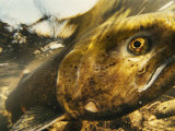 Chinook Salmon Digging Her Nest in the John Day River