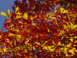 Oak Leaves in Fall Colors Against a Bright Blue Sky