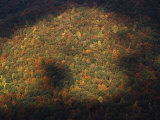 Trees in Autumn Foliage Seen from the Grand View Overlook