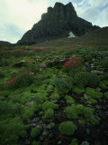 Thick Lush Mosses and Wildflowers Near Rock Formation