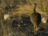 Spotted Dikkop Bird  Burhinus Capensis at Etosha National Park