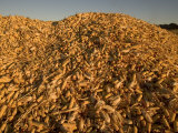 Mounds of Ears of Corn Harvested for Livestock Feed